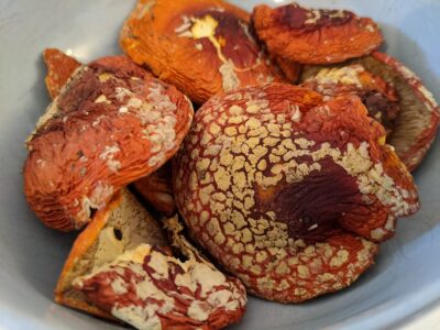 Amanita muscaria dried caps