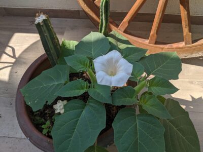 Datura flower