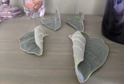 Datura leaves