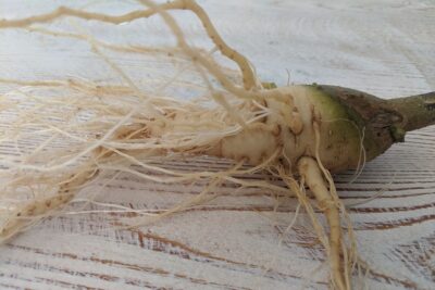 Datura root