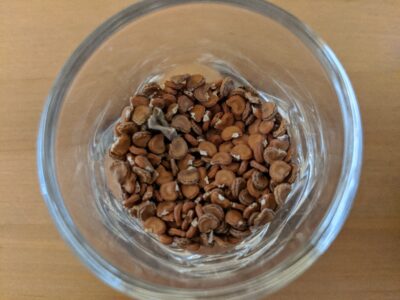 Datura seeds
