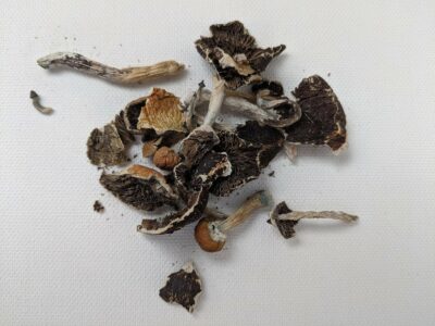 Dried Magic Mushrooms (Psilocybe mexicana)