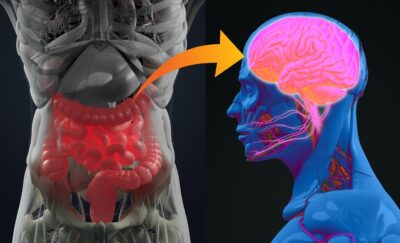 Gut health affects the brain, and sleep