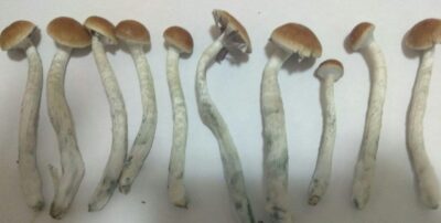 Psilocybe mexicana (Mexican Magic Mushrooms)
