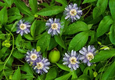 Passionflower for Sleep (Passiflora incarnata)