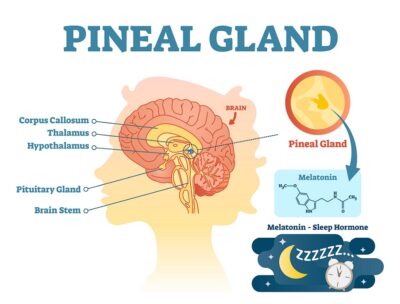 The Pineal Gland