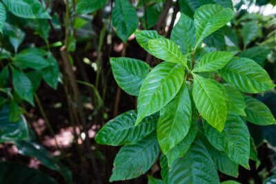 Chacruna (Psychotria viridis leaves)