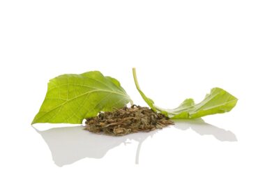 salvia hallucination salvia hallucination