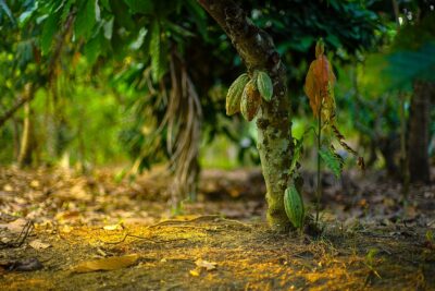 Theobroma cacao