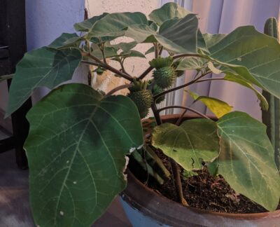 Datura fruit (thornapple)