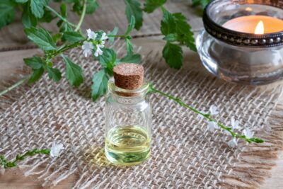 Common Vervain (Verbena officinalis)